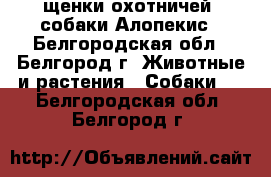 щенки охотничей  собаки Алопекис - Белгородская обл., Белгород г. Животные и растения » Собаки   . Белгородская обл.,Белгород г.